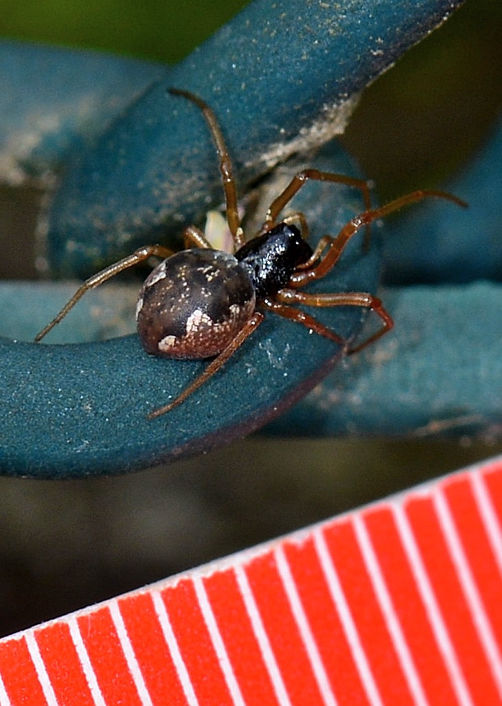 Pachygnatha degeeri - Bannio Anzino  (VB)