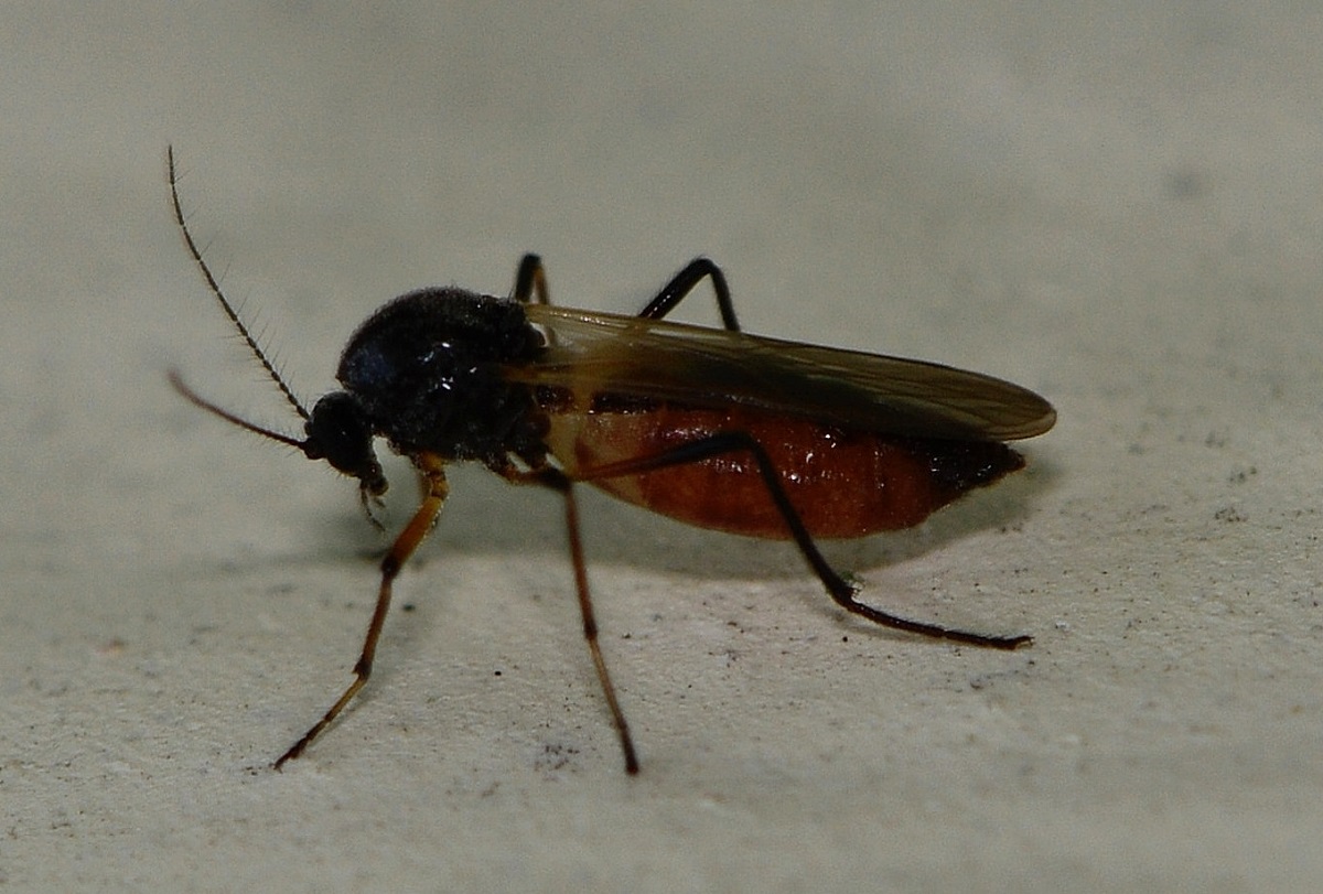 Ceratopogonidae:  cfr. Palpomyia sp.