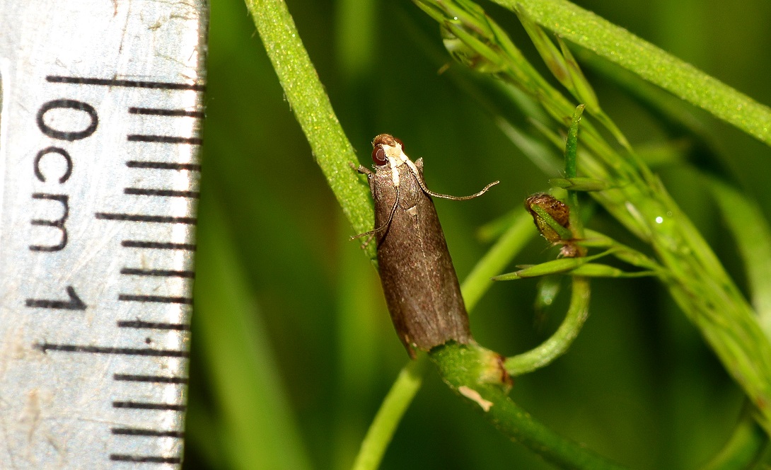 farfallina da id - Salebriopsis albicilla, Pyralidae