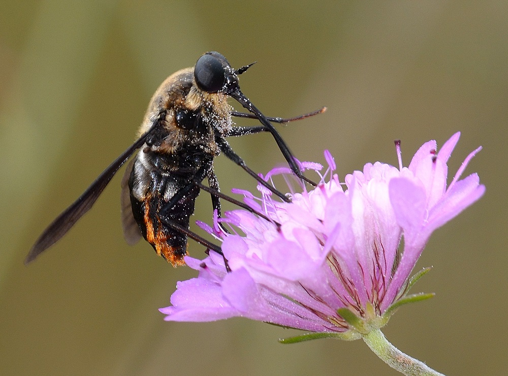 Bombyliidae ?  No, Tabanidae: Pangonius funebris