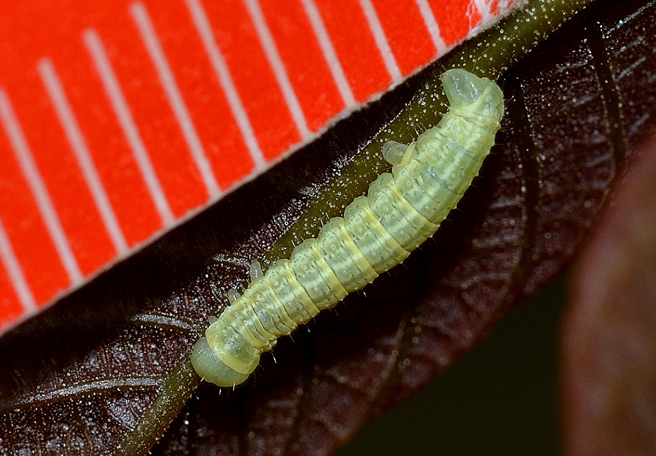 Larva su noce - Operophtera cfr. brumata, Geometridae