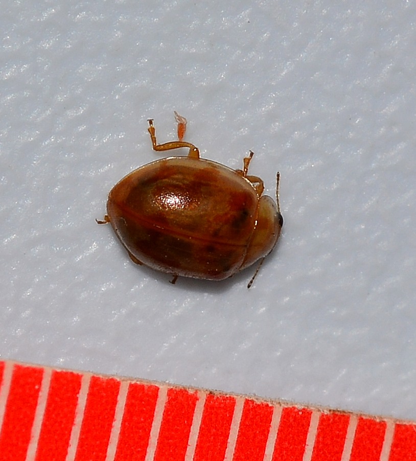 Coccinellidae:  cfr. Myrrha octodecimguttata