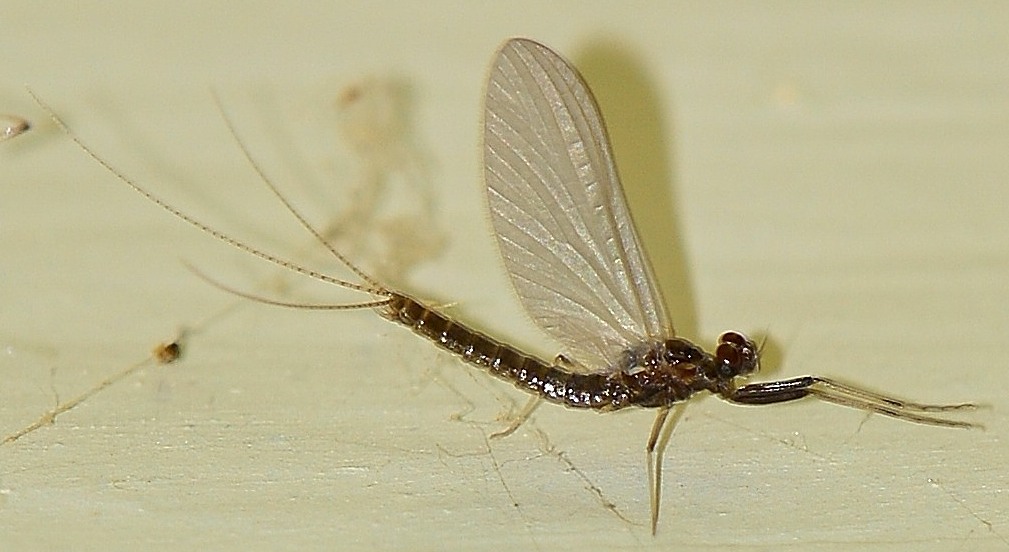 Serratella ignita (Ephemerellidae) di Bannio Anzino (VB)