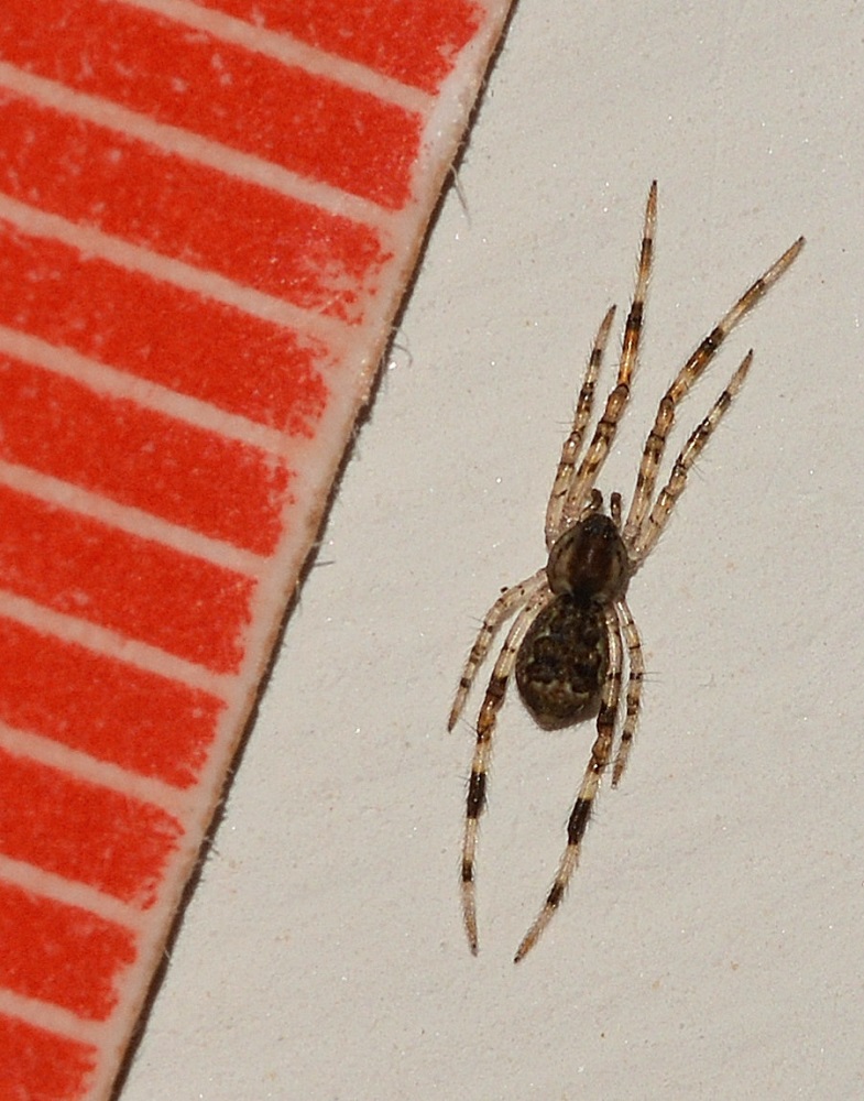 Piccolissimo:  Episinus cfr. angulatus - Bannio Anzino  (VB)