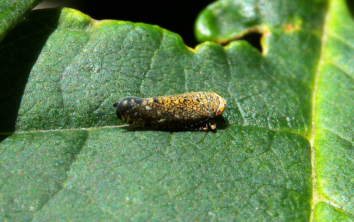 Cicadella piccola screziata : Orientus ishidae, Piemonte