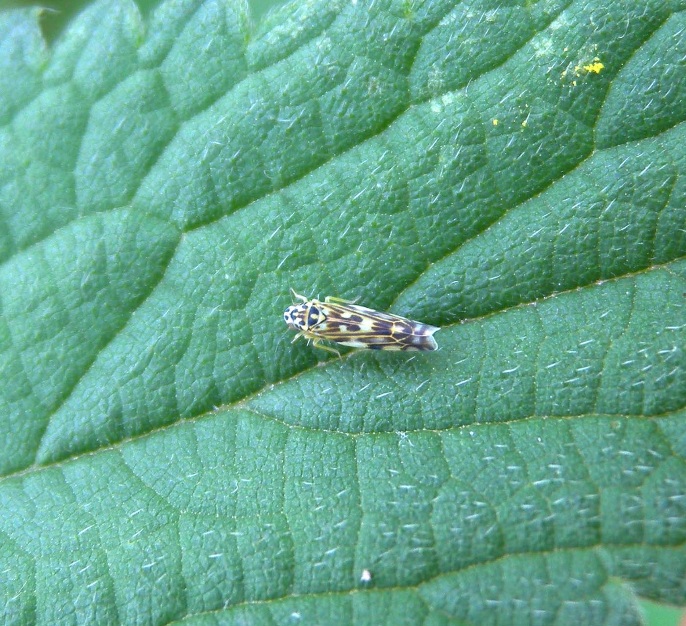 Eupteryx urticae