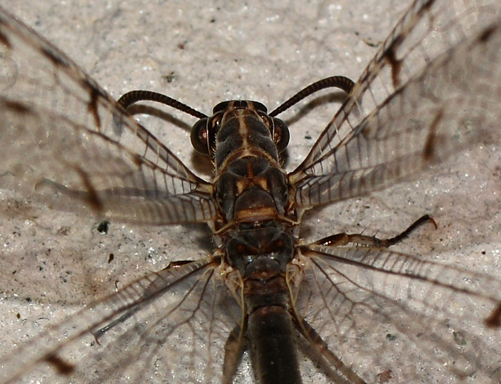 Myrmeleontidae