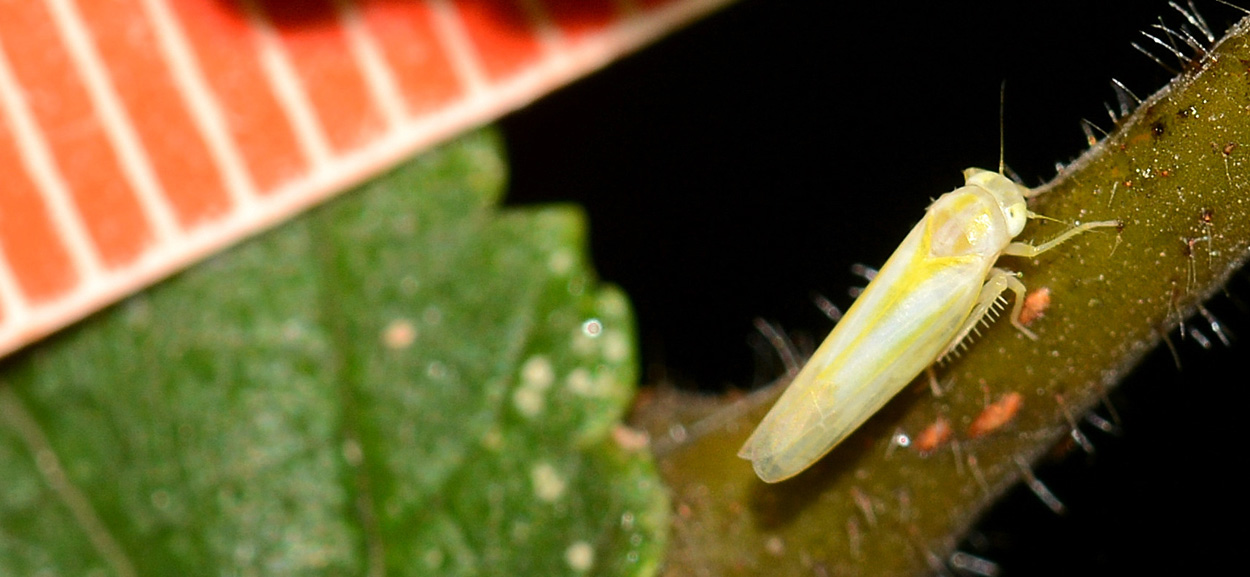 Alebra sp.