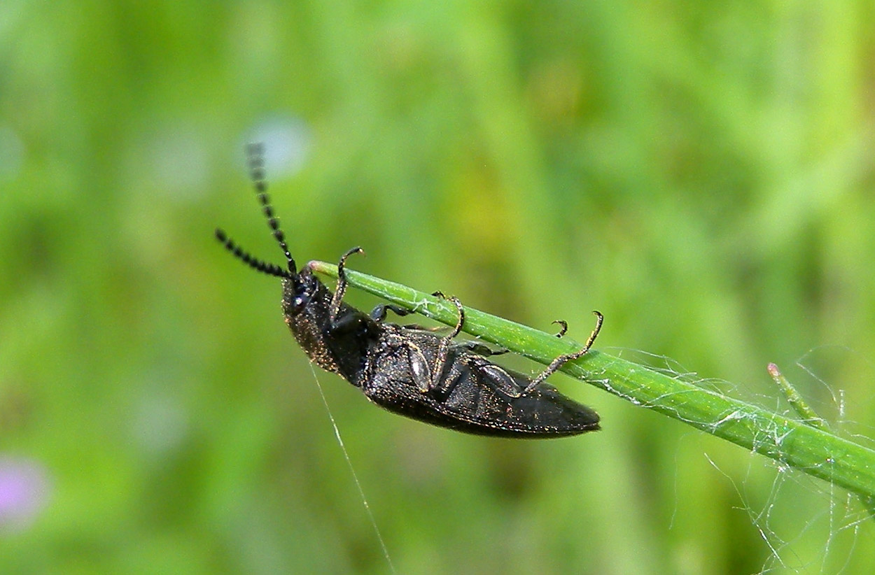 Elateridae: Cidnopus pilosus