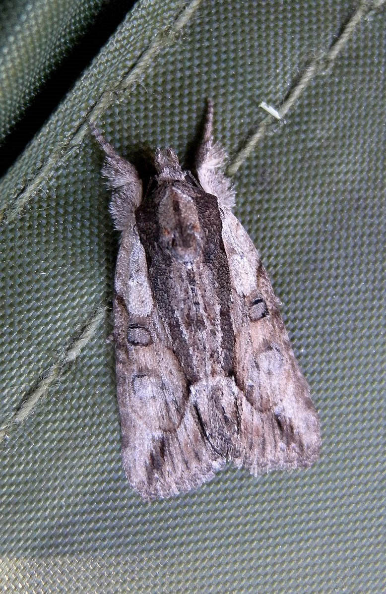 id falena Sardegna
