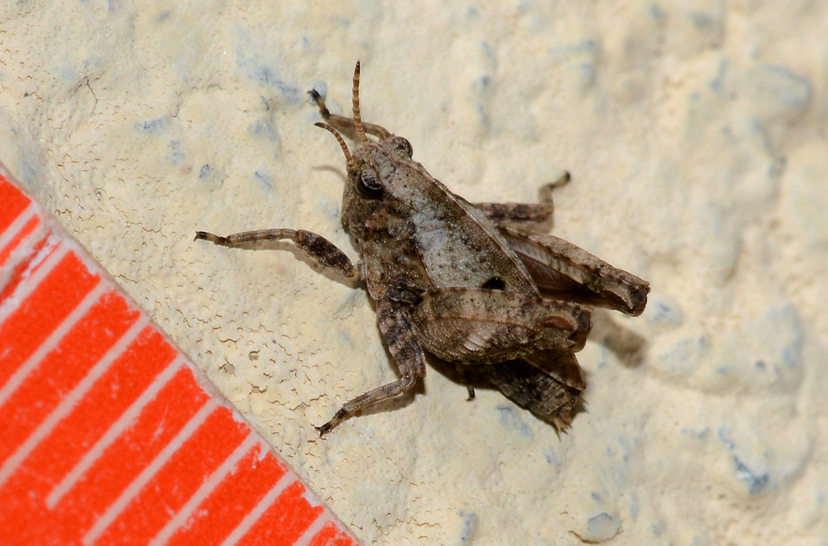 Tetrigidae piccolo: Tetrix bipunctata