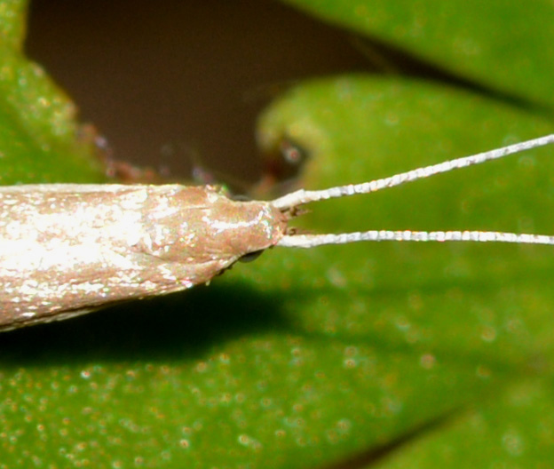 delicata - Coleophoridae
