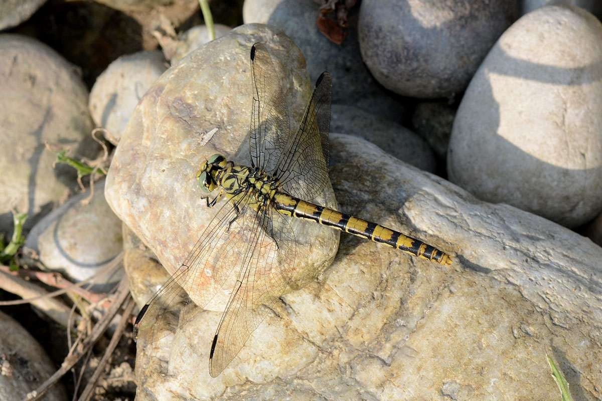 Gomphidae: Onychogomphus forcipatus unguiculatus