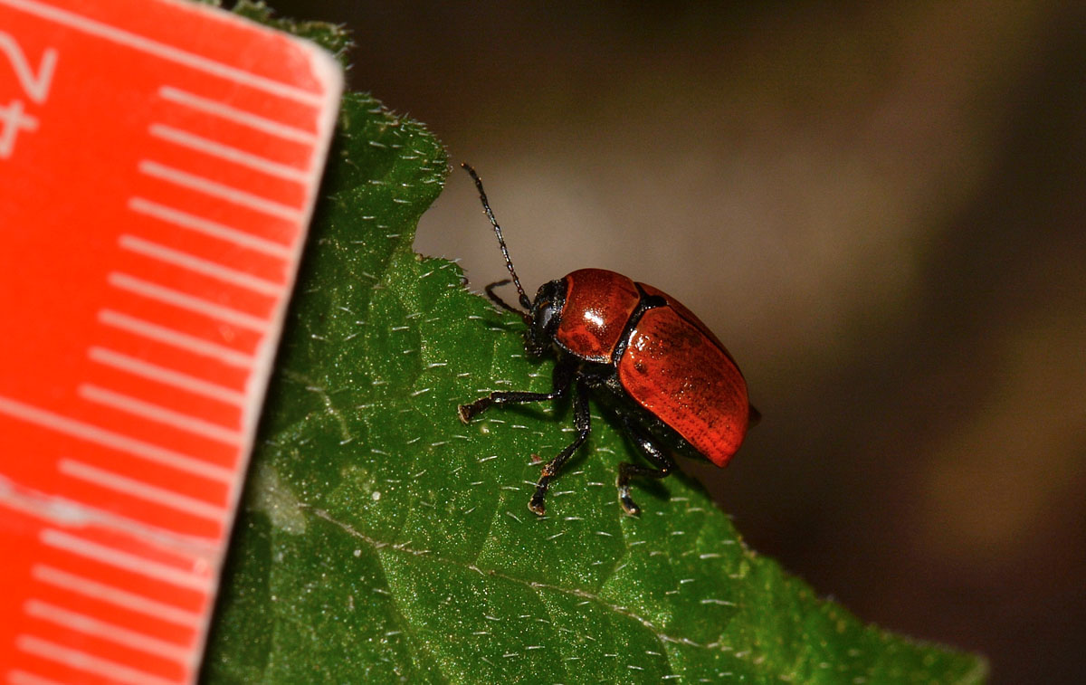 femmina di Cryptocephalus coryli, Chrysomelidae