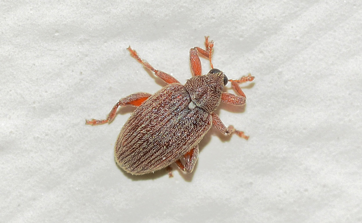 Curculionidae:  Orchestes testaceus