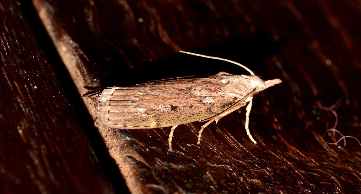 Aphomia sociella (Pyralidae)