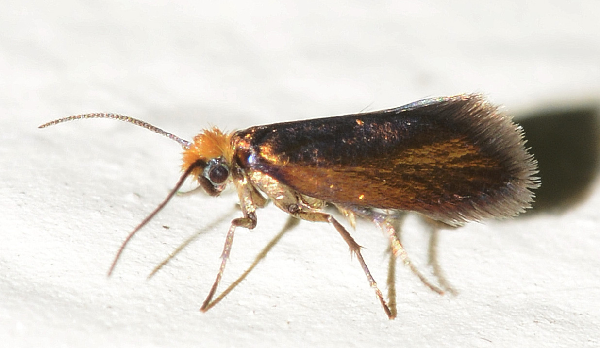 piccola d''oro - Micropterix  aruncella