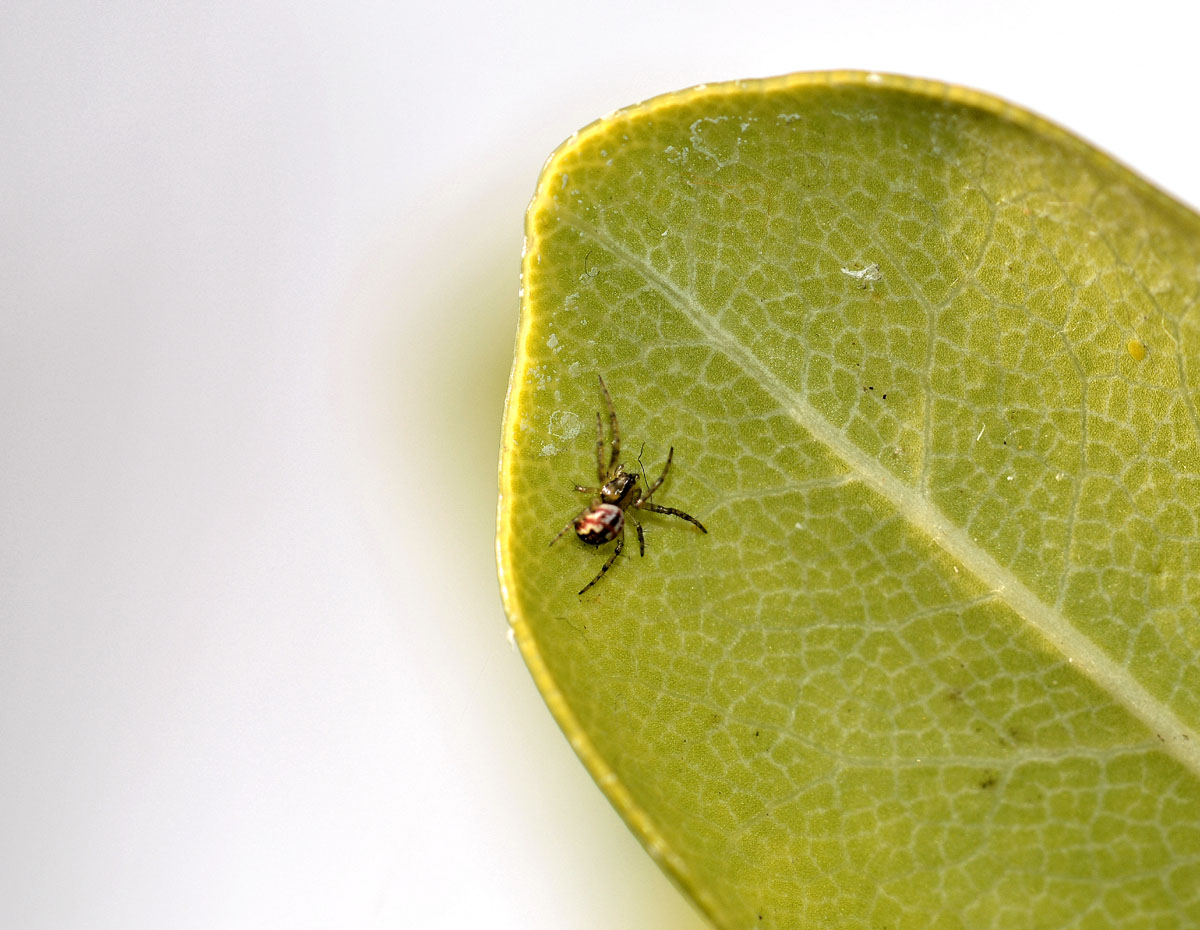 Mangora acalipha (?) - Mediglia (MI)