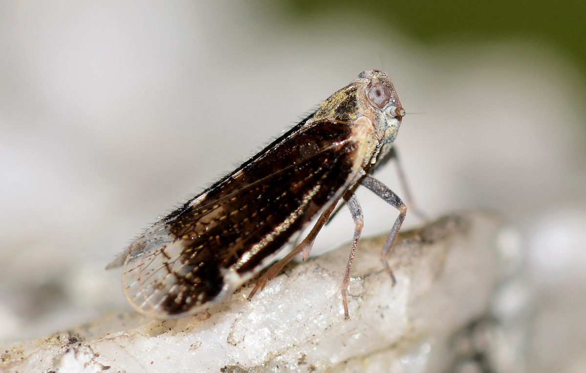 Cixiidae