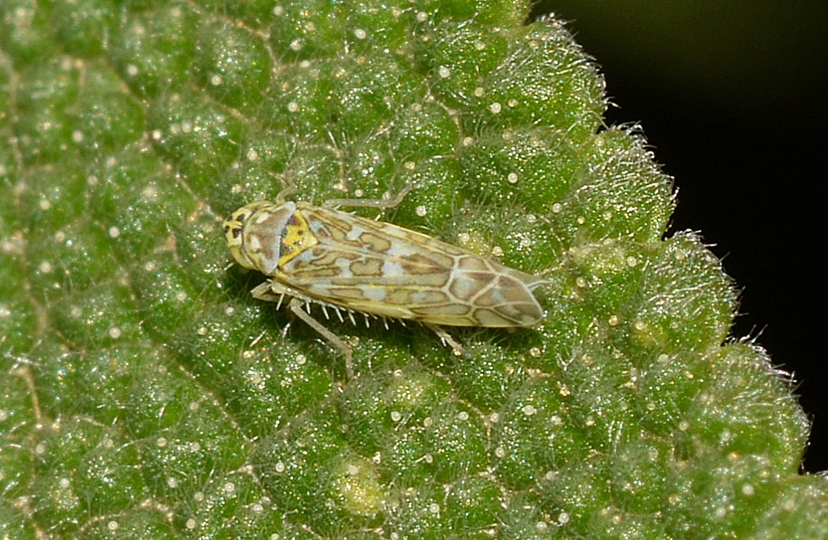 Eupteryx cfr. atropunctata e Eupteryx decemnotata su Salvia