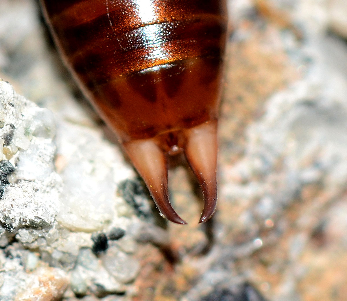 altra forficula: Chelidura sp.