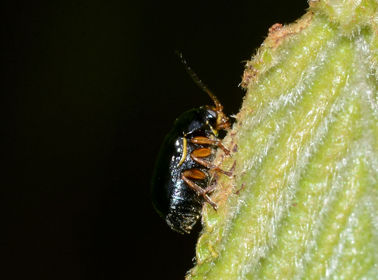 Chrysomelidae nero: Cryptocephalus flavipes (cfr)