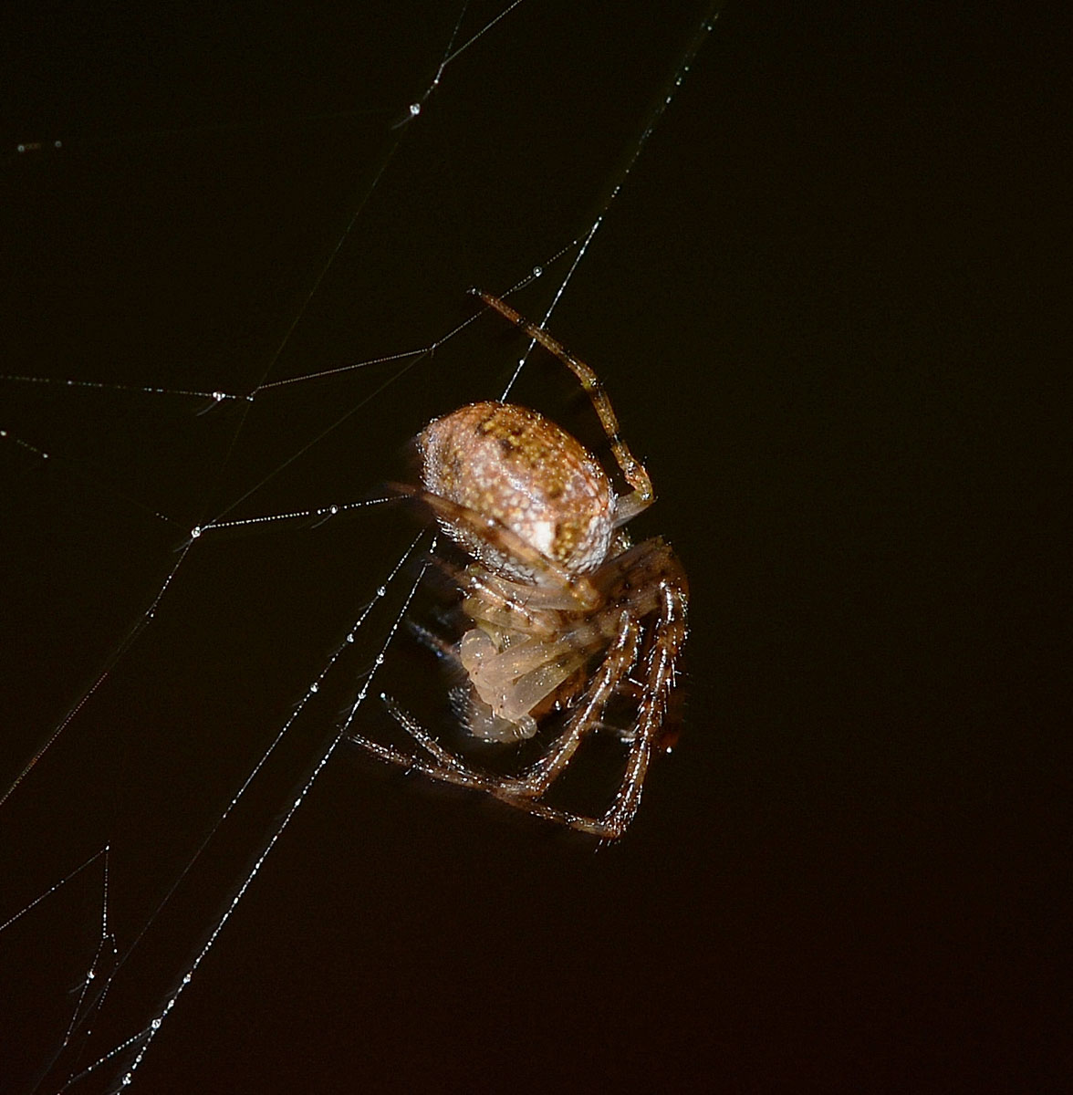 Metellina sp. - Bannio Anzino (VB)