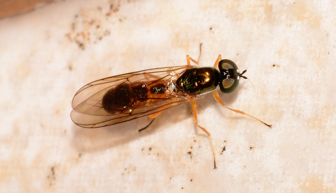 Stratiomyidae ?
