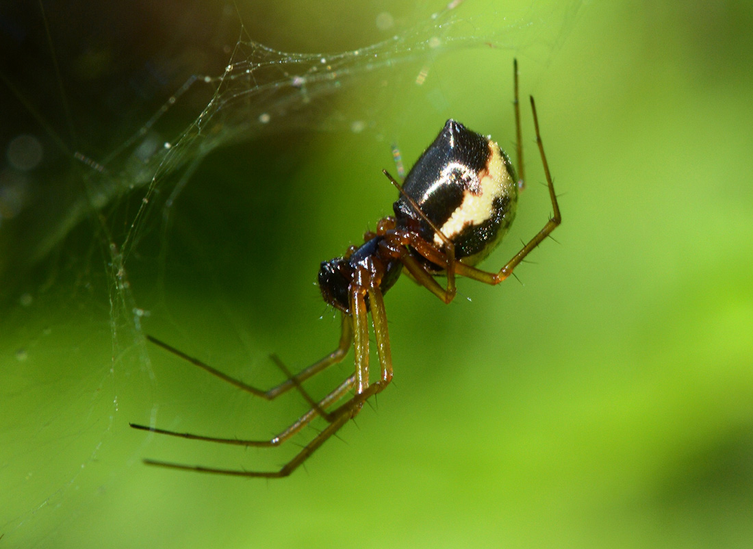 Lynphiidae I