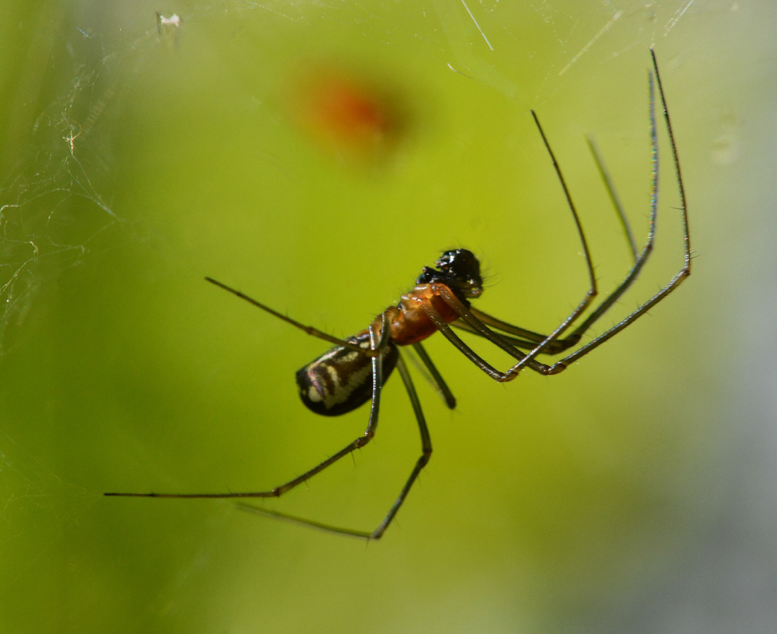 Neriene cf. radiata - Bannio Anzino (VB)