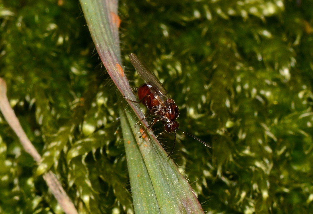 Andricus sp.