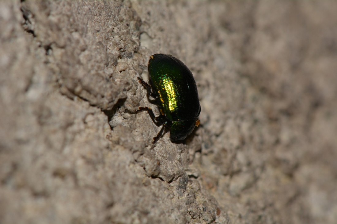 Plagiosterna (= Linaeidea) aenea (Chrysomelidae)