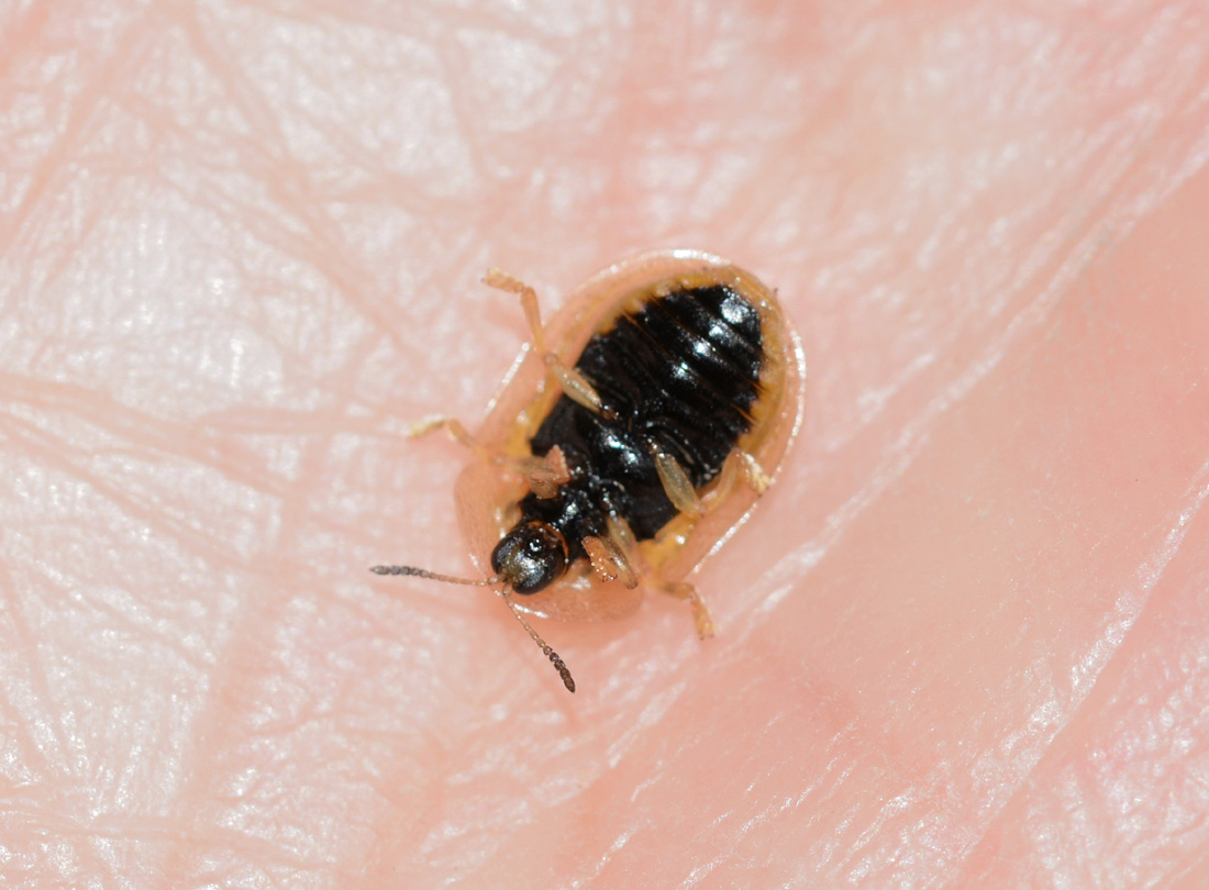 Cassida