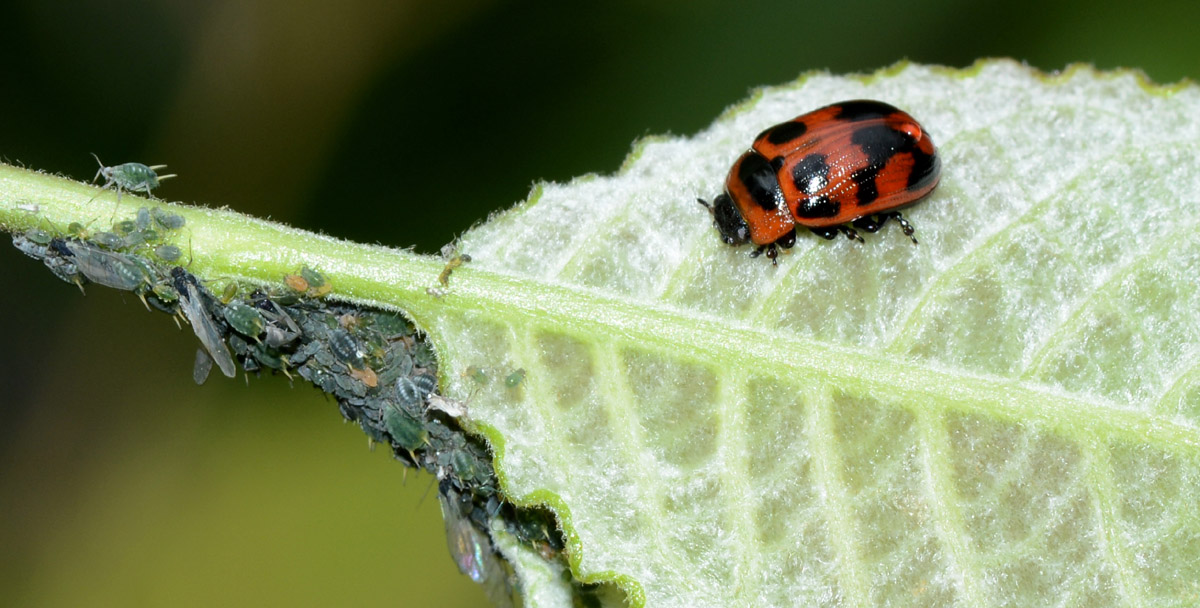 Gonioctena viminalis, Chrysomelidae