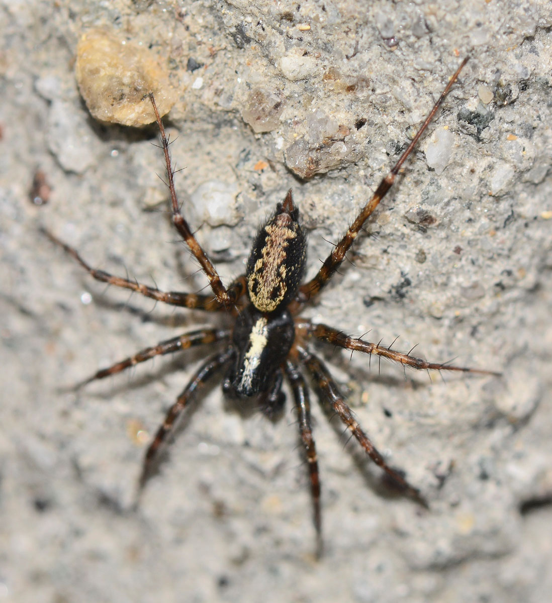 Textrix sp. - Bannio Anzino (VB)