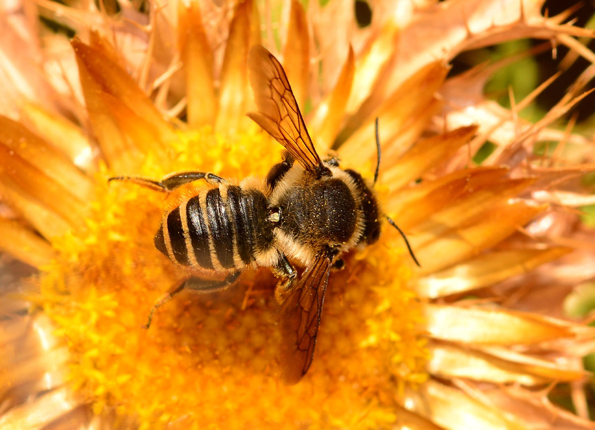 Apidae Megachilinae sardo: Megachile melanopyga.