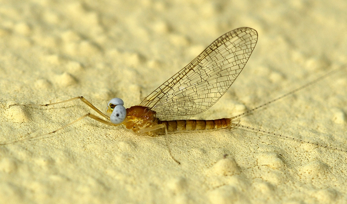maschio di Heptagenia sp. (Heptageniidae)