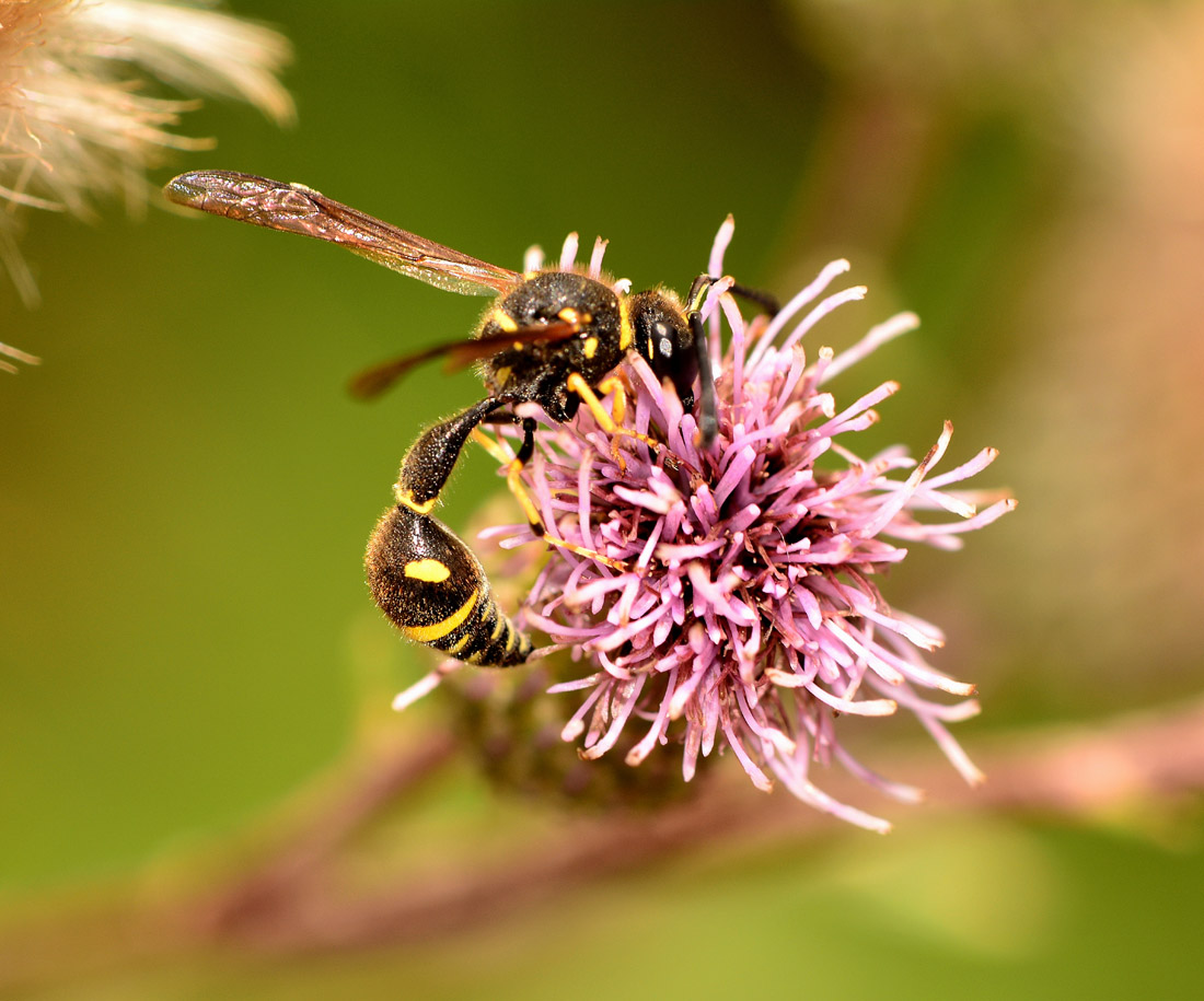 Eumenes papillarius, maschio, Vespidae Eumeninae