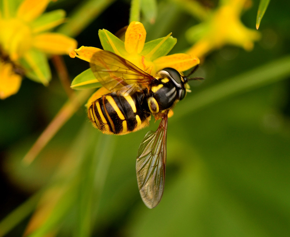 Chrysotoxum cf. cautum femmina (Syrphidae)