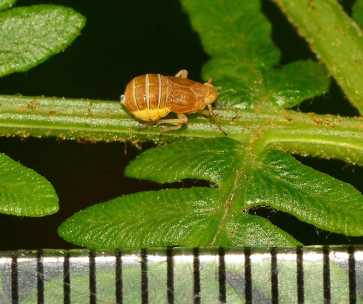 Ditropis pteridis