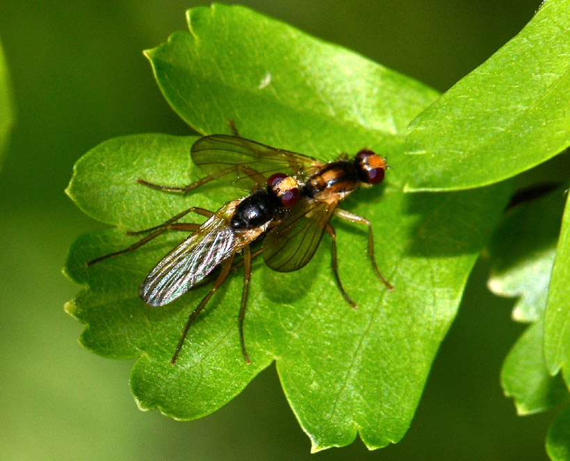 Cordilura cf. albipes (Scathophagidae)