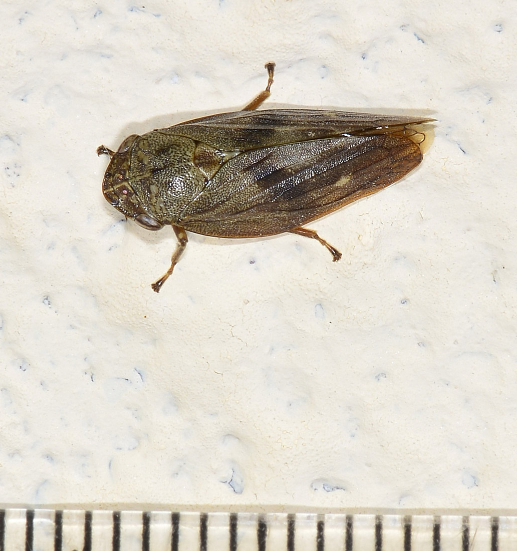 Aphrophora cfr. major (Cicadomorpha - Aphrophoridae)
