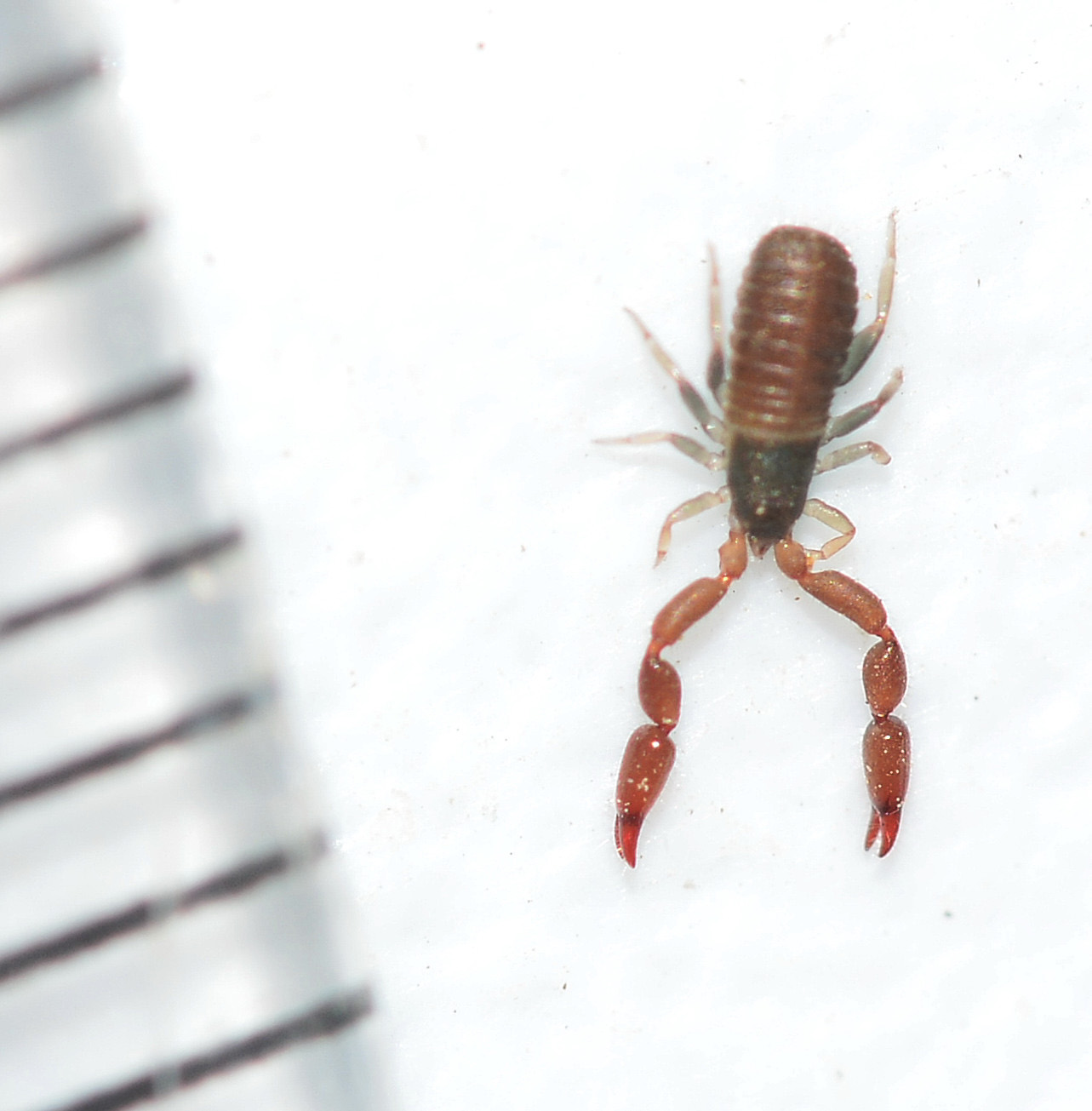Pseudoscorpione sardo