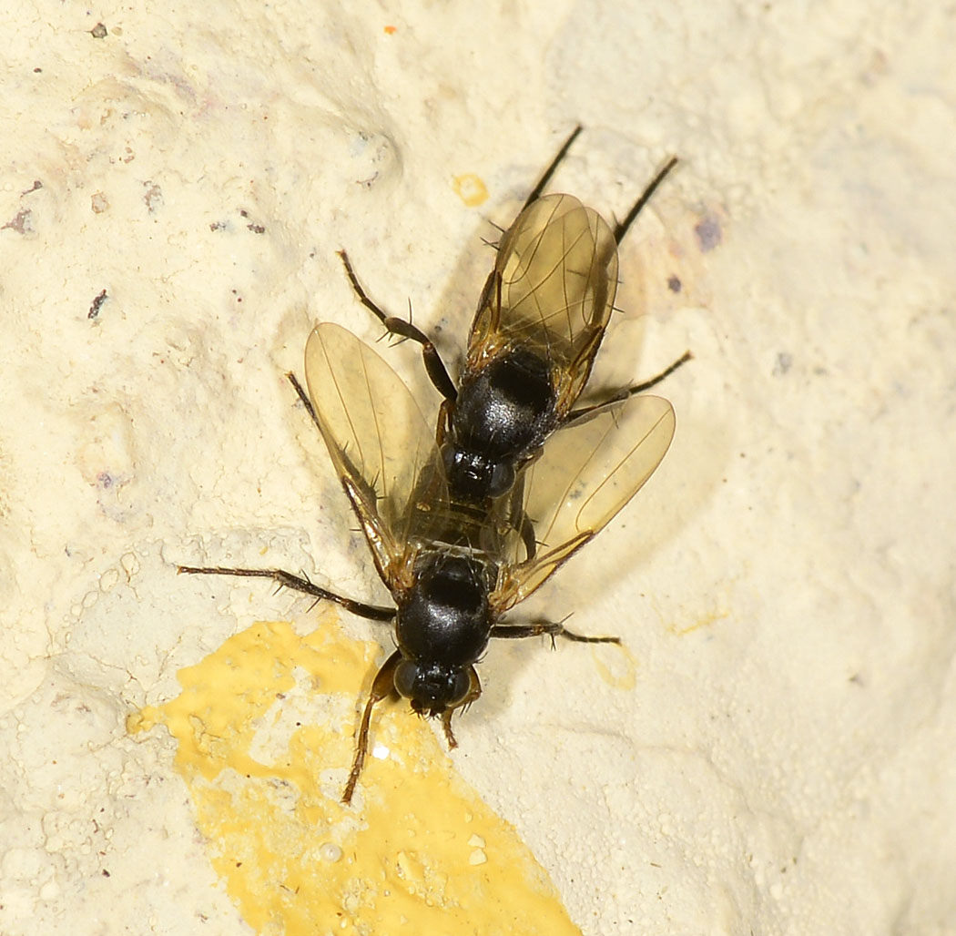 Phora sp. (Phoridae)