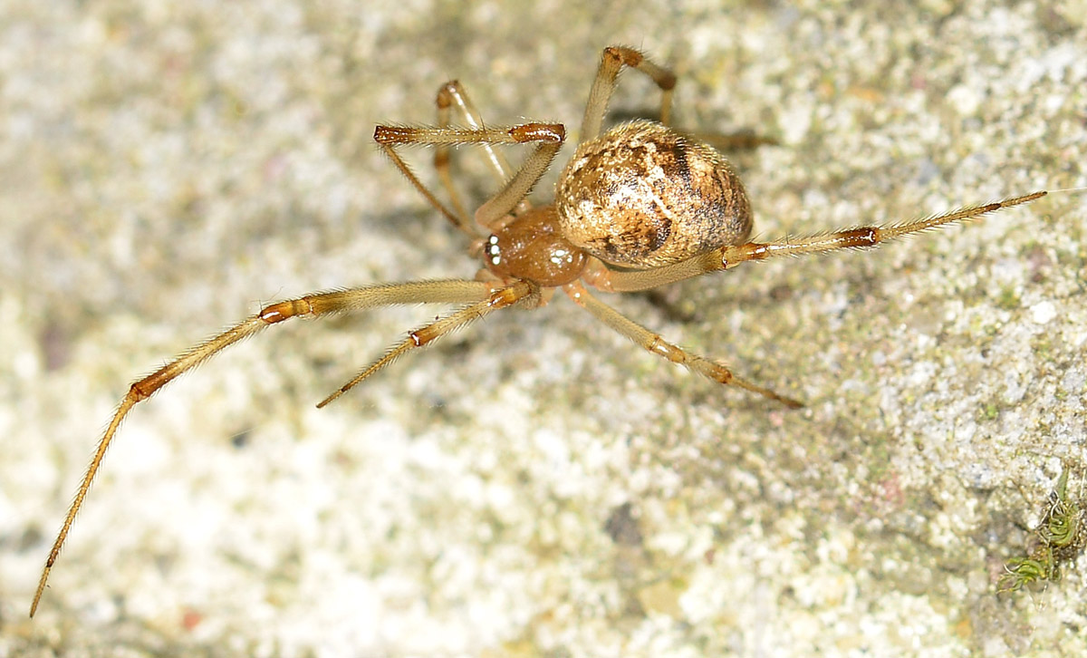 Theridiidae: Parasteatoda tepidariorum  - Mediglia (MI)