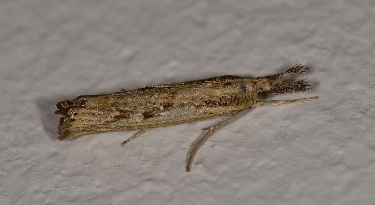 Crambidae: cf. Agriphila geniculea