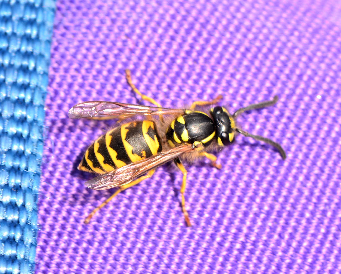 Vespula vulgaris, operaia