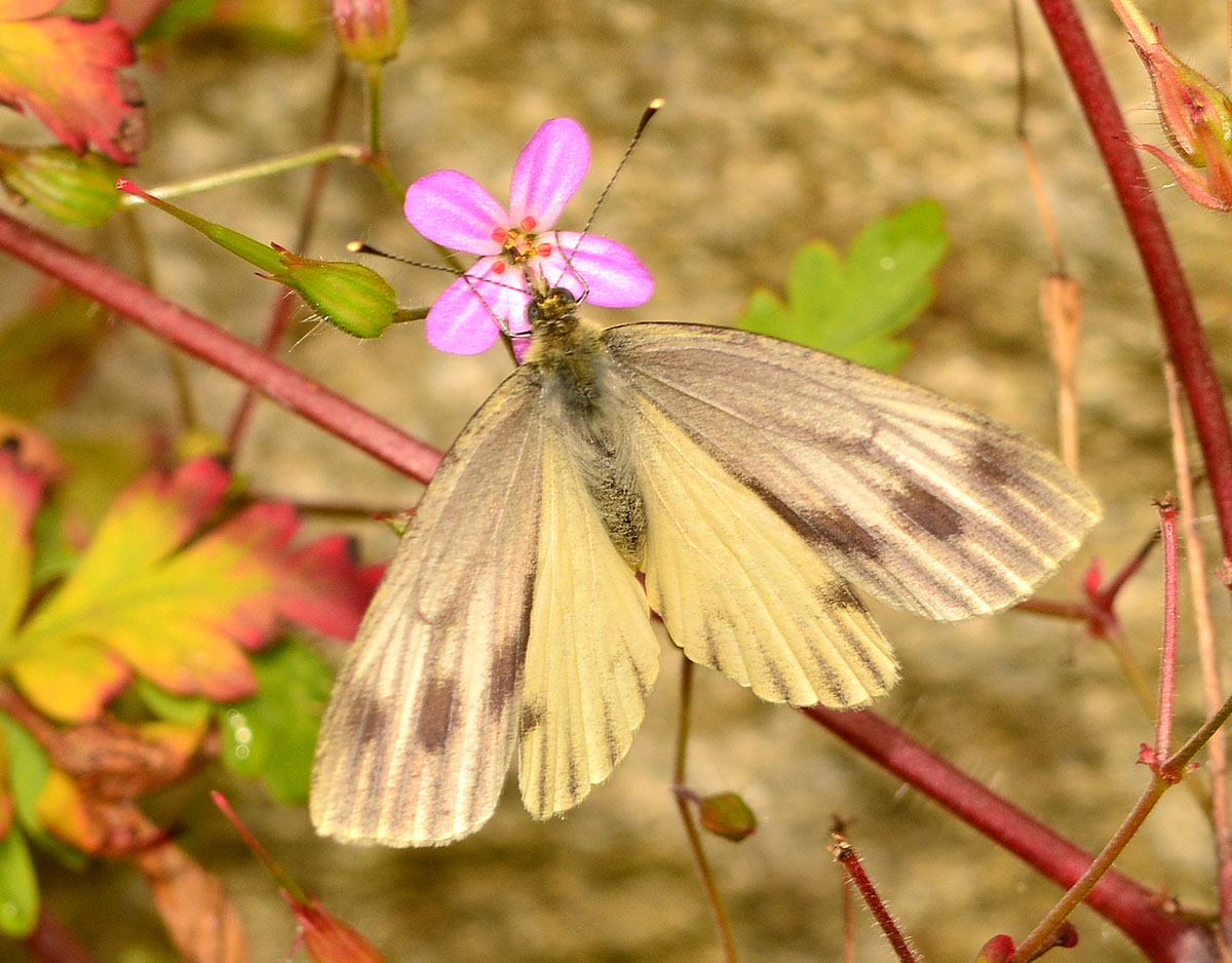 Pieris ? - Pieris bryoniae