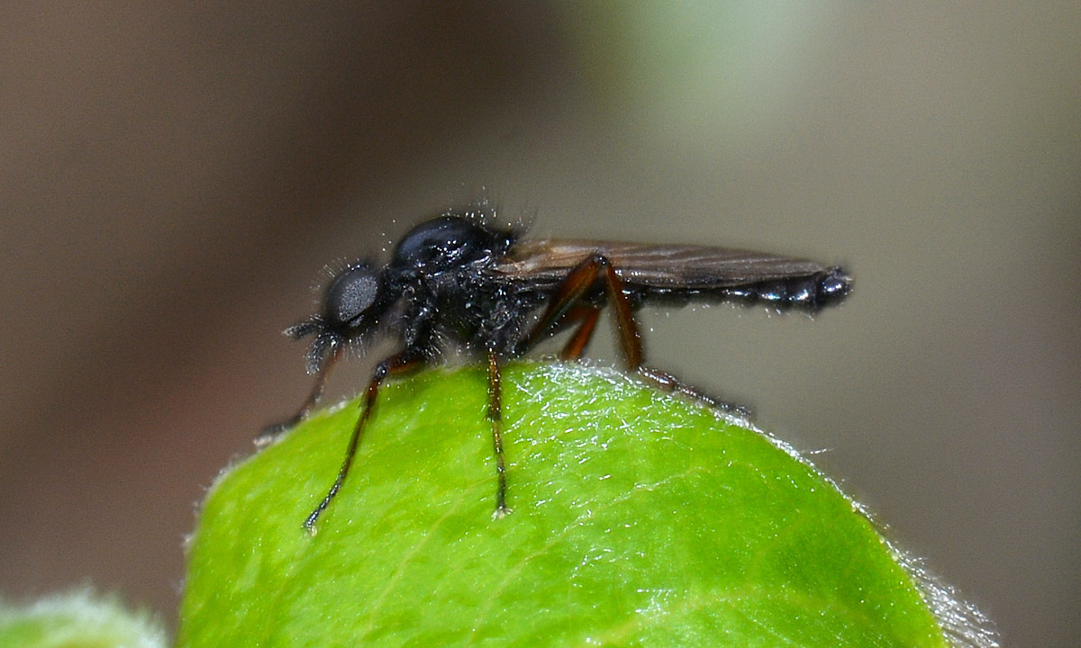 Maschio di Bibionidae