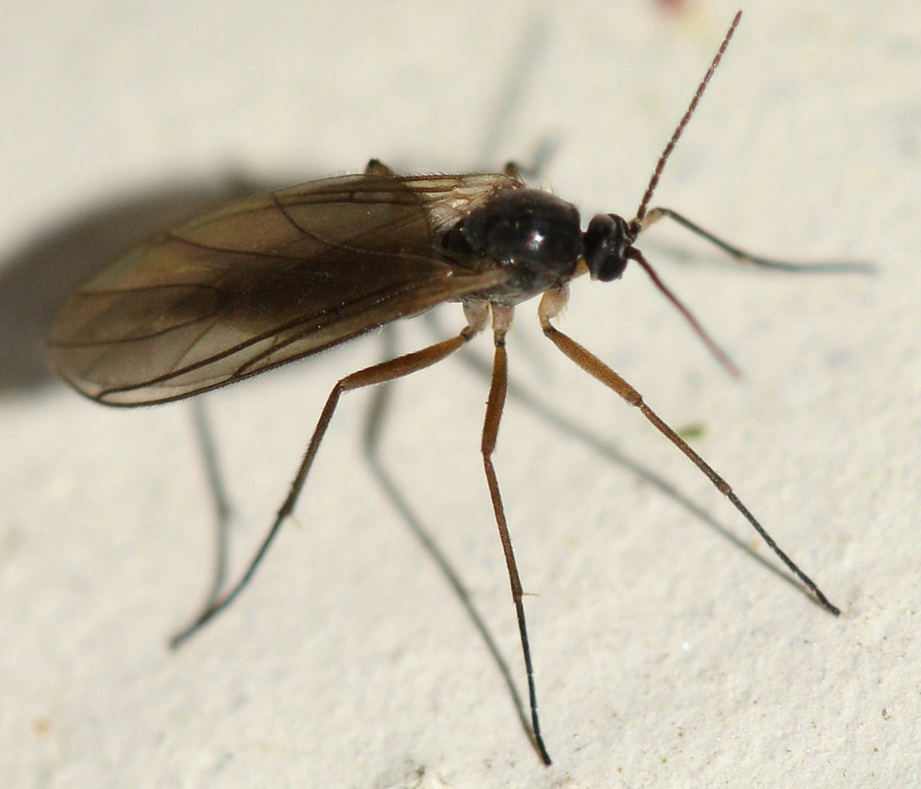 Sciaridae